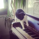 Shared With Kitten Nizza