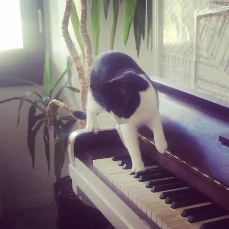 Shared With Kitten Nizza