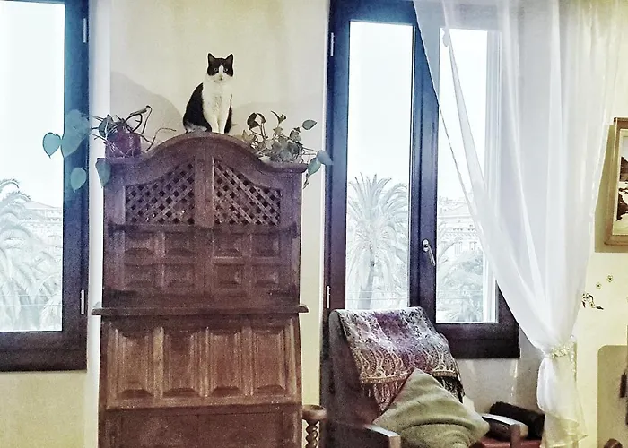 Daire Shared With Kitten Nice