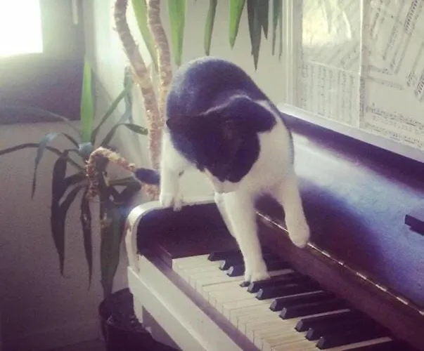 Shared With Kitten Nizza